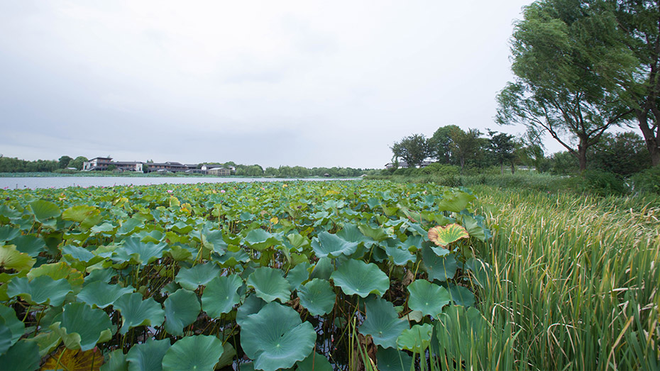 莲池湖公园园林案例